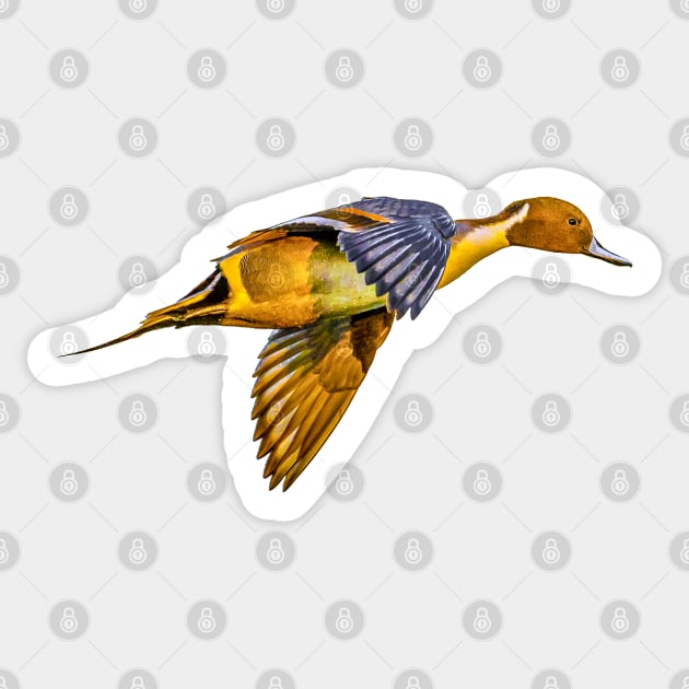 Pintail Sunset Sticker by dalyndigaital2@gmail.com